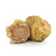 Tartufo bianco