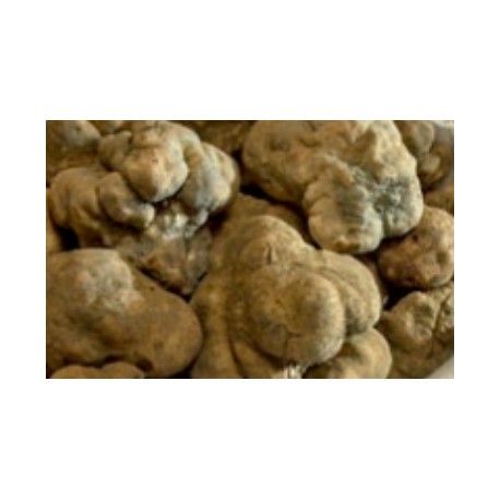 Tartufo bianco